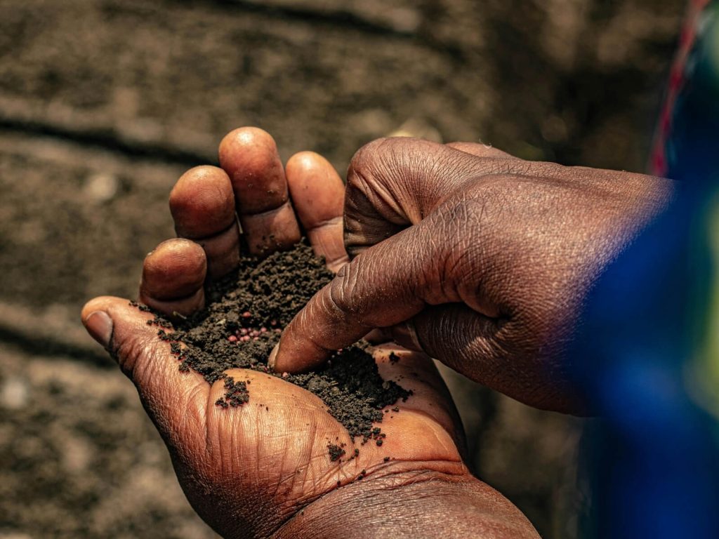 A high-definition macro photo of an African farmer's hands holding dark, rich soil and vibrant pink climate-smart seeds, representing African food systems innovation.