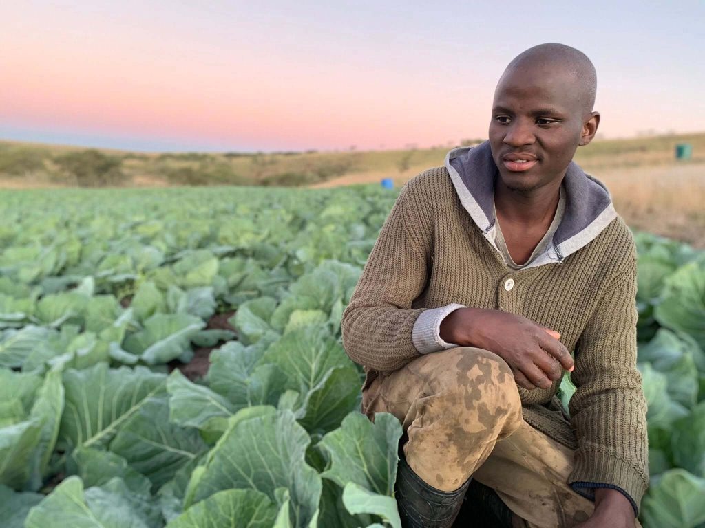 A visionary young African farmer kneeling in a large cabbage field during a vibrant sunset, representing African food systems innovation and youth entrepreneurship.