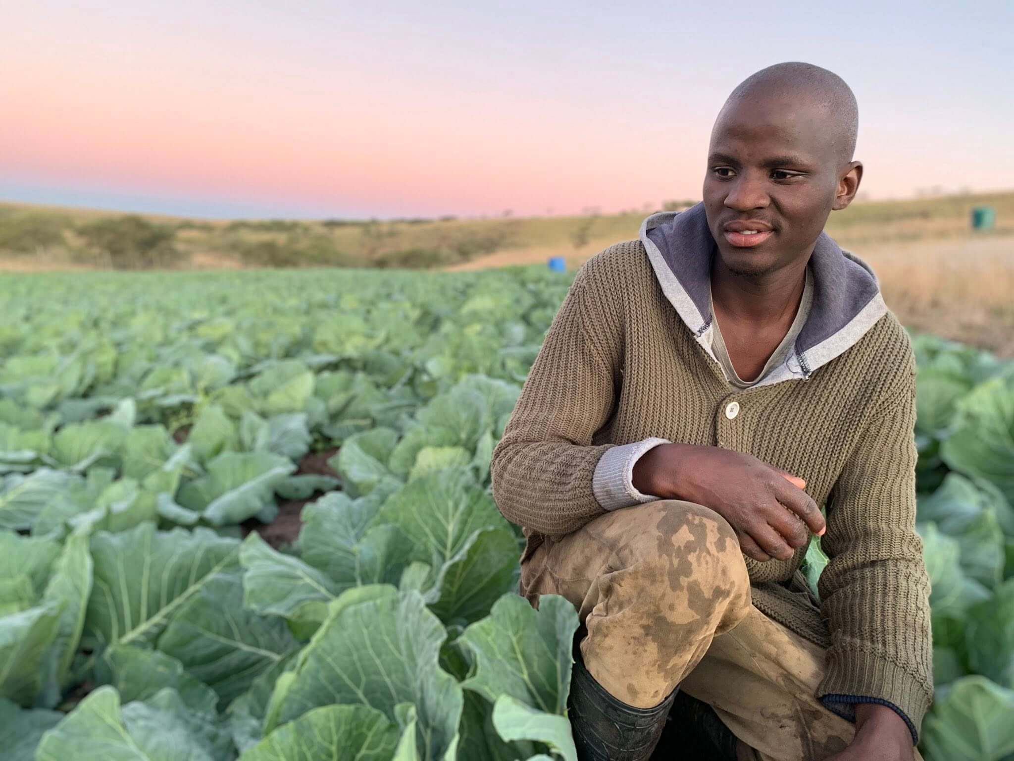 A visionary young African farmer kneeling in a large cabbage field during a vibrant sunset, representing African food systems innovation and youth entrepreneurship.