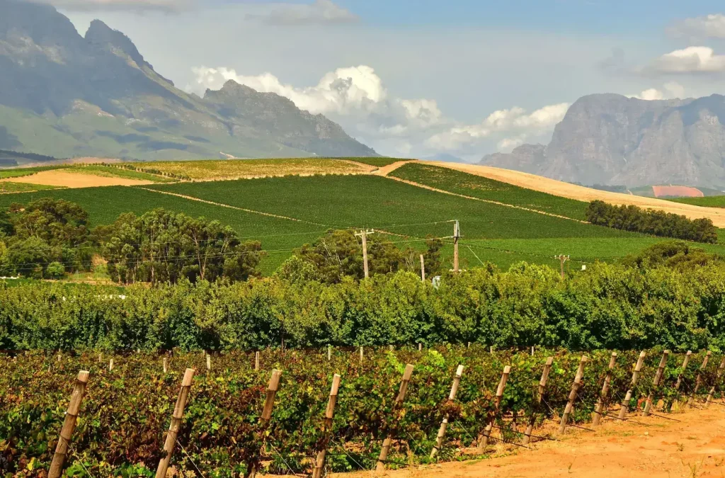 Expansive view of the Stellenbosch wine region in South Africa, with rolling vineyards, green trees, and dramatic mountains under a partly cloudy sky